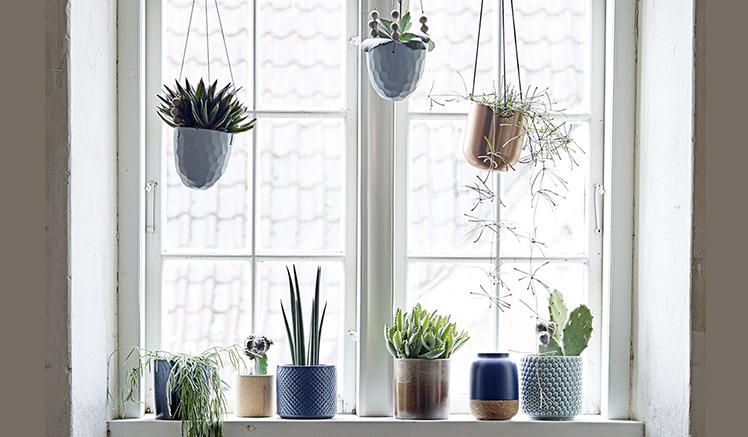 CULT BUYS: PLANTERS